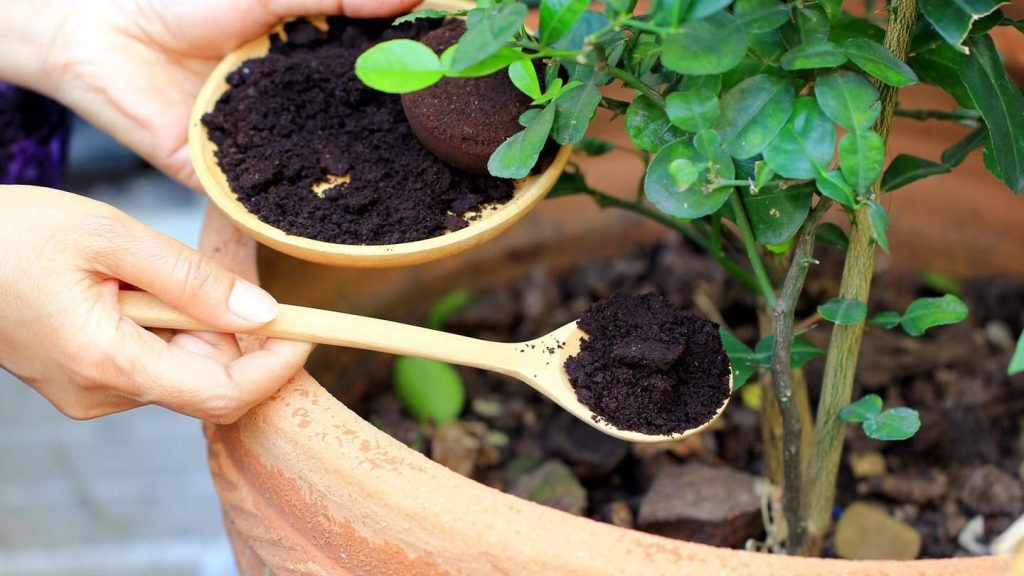 Come Utilizzare Fondi Del Caffè Come Concime